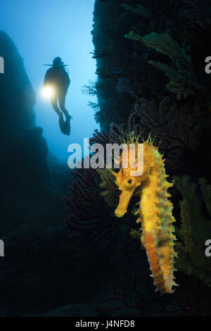 Subacqueo, cavallucci marini, Hippocampus ramulosus, Carall Bernat, Costa Brava, il Mar Mediterraneo, Spagna, Foto Stock