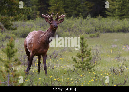 Wapiti cervi, Cervus canadensis, corpo intero, Manly, giovane animale, vista curioso, Canada, Alberta, Banff parco nazionale, Foto Stock