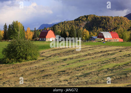 Gli Stati Uniti, Südalaska, Matanuska Valley, case coloniche, autunno, fieno raccolto, Foto Stock