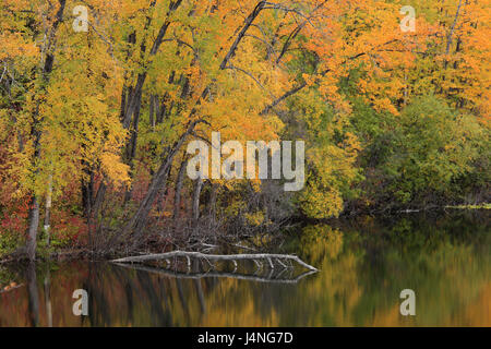 Gli Stati Uniti, Alaska, Südalaska, Matanuska Valley, il bosco di betulle, Kepler Bradley Lake, autunno Foto Stock