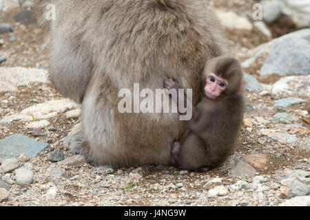 Macaque giapponese baby aggrappati alla pelliccia sulla madre del back (Macaca fuscata) Foto Stock