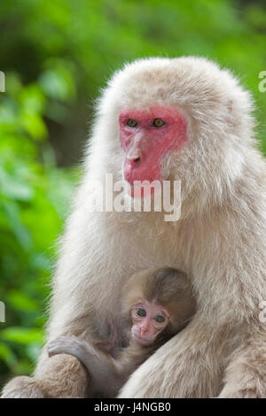 Macaque giapponese (Macaca fuscata) madre holding baby Foto Stock