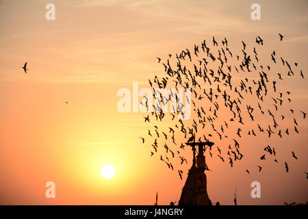 Comportamento di floccaggio di uccelli Foto Stock