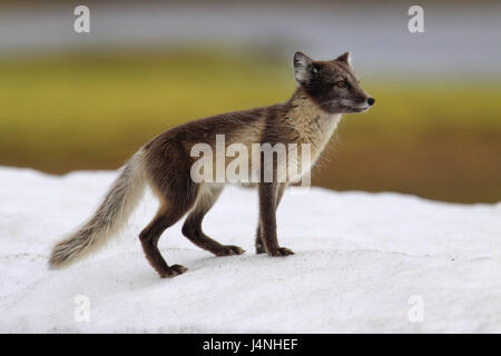 Norvegia Isole Svalbard, Spitsbergen, Kongsfjord, Ny ale suono, gelato, fox Alopex lagopus, giovane animale, Foto Stock