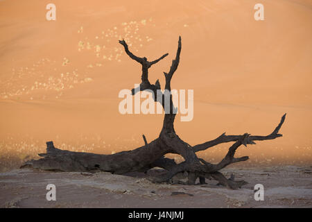 La Namibia, Namib Naukluft Park, Sossuvlei, dune di sabbia, albero, mortale, Foto Stock