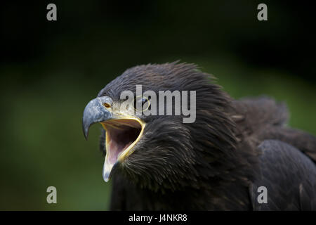 Testa bianca Lago Eagle, giovane uccello, Haliaeetus leucocephalus, gridare, ritratto, Foto Stock