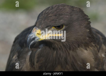 Steppa eagle, Aquila nipalensis, Suncar falchi farm, Alma Ata, Kazakistan, Foto Stock