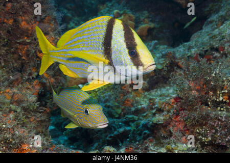 Schweins-Grunzer e film Blu-Grunzer, Anisotremus virginicus, Haemulon sciurus, Cozumel, Caraibi, Messico Foto Stock