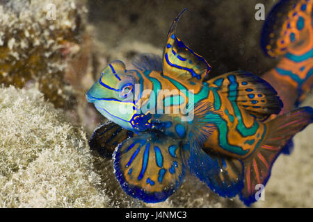 Registrazione subacquea, pesce mandarino, Synchiropus splendidus, Foto Stock