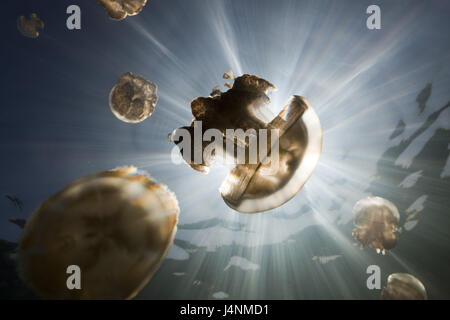 Registrazione subacquea, Mastigias-schermo meduse, Mastigias Papua etpisonii, luce posteriore, Sunray, Foto Stock