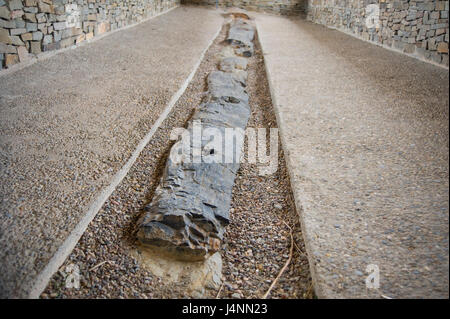 Tronco fossile di conifera albero dal Cretaceo, 120 milioni di anni. IGEA village, La Rioja, Spagna. araucaria conifera coniferas fosil tronco Foto Stock