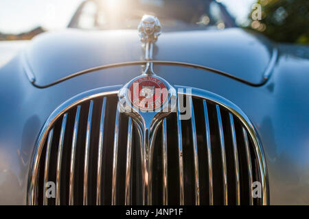 La Jaguar auto aziendale emblema o marque sulla griglia anteriore a Liverpool automobili e caffè, un petrolheads soddisfare per auto e appassionati di automobilismo. Foto Stock