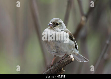 La fotografia mostra una femmina di fringuello su un ramo Foto Stock