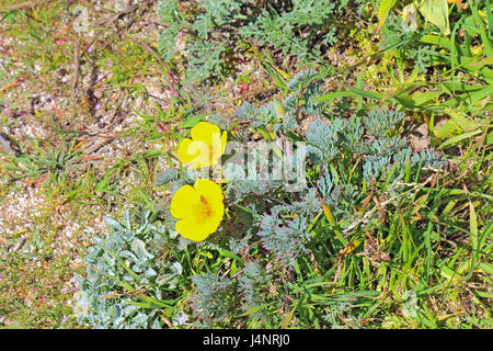 Inizio della primavera fiori gialli della nativa perenne California costiera papavero (Eschscholzia californica varietà maritima) a stato Asilomar sulla spiaggia di th Foto Stock