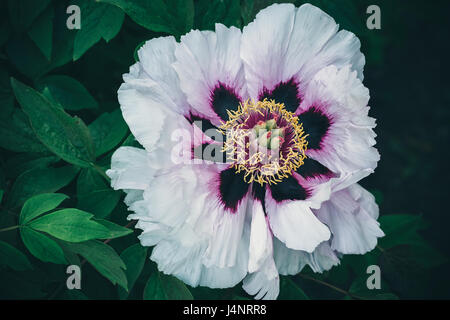 Mazzetto fresco della peonia bianco fiori Foto Stock