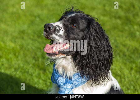 Cane di razza Cocker Spaniel ritratto,blackly white Cocker Spaniel Foto Stock