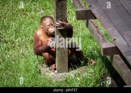Carino baby Orangutan seduto sull'erba divertente se stesso a Matang Wildlife Centre di Borneo. Orangutan stanno rapidamente diventando una specie in via di estinzione Foto Stock