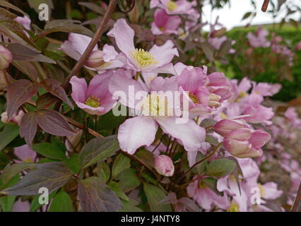 La clematide montana, fiore rosa, pianta rampicante Foto Stock