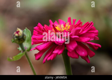 Una fotografia di red Zinnia fiori in un giardino tenuto nella primavera del 2017, può essere più specifico. Foto Stock