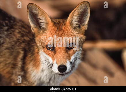 Urban Red Fox, (Vulpes vulpes vulpes), London, Regno Unito Foto Stock