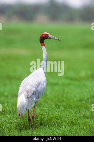 Adulto gru Sarus, Antigone antigone, Keoladeo Ghana National Park, Bharatpur Rajasthan, India Foto Stock