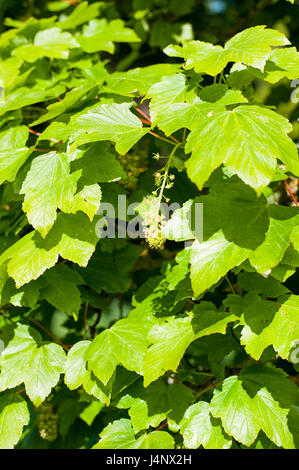 Acer pseudoplatanus , acero di monte, fogliame sulla giornata di sole Foto Stock