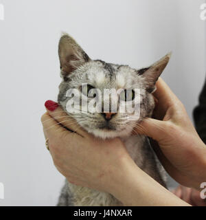 Un malato di razza gatto grigio toyger nella tabella. Esso è presentato per esame e trattamento in una clinica veterinaria. Foto Stock