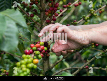 La raccolta dei chicchi di caffè in Colombia Foto Stock