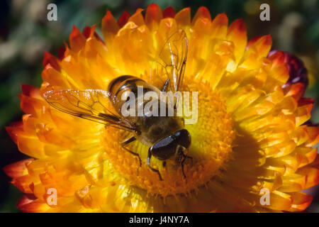 L'Ape raccoglie il miele da un luminoso giallo fiore: un insetto a strisce con ali trasparenti e grandi occhi si trova nel centro del fiore. Foto Stock