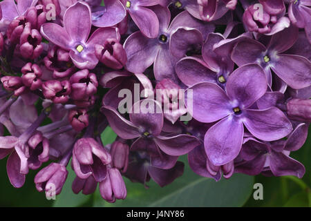 Mazzo di fiori di viola lilla: parte dei fiori hanno aperto, parte dei fiori in piccoli germogli. Foto Stock
