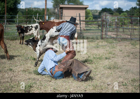 Bovini Round up e branding di vitello Foto Stock