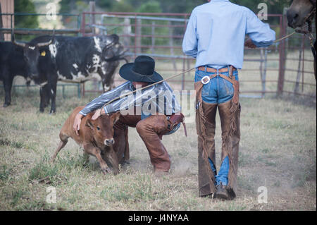 Bovini Round up e branding di vitello Foto Stock