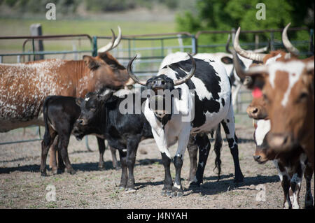 Bovini Round up e branding di vitello Foto Stock