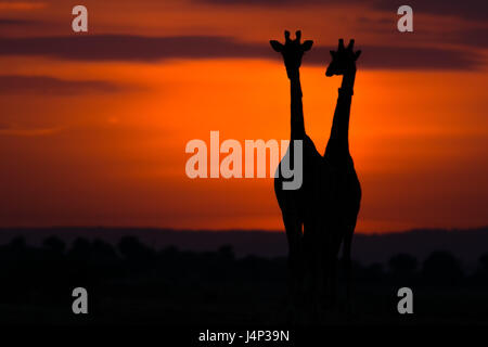 Stagliano le giraffe contro il bagliore arancione di sunrise, il Masai Mara, Kenya Foto Stock