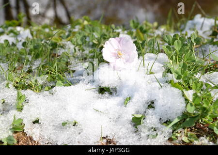 La fioritura di un albero di sakura su un terreno innevato. Foto Stock