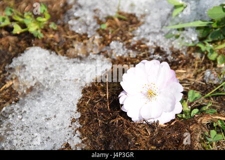 La fioritura di un albero di sakura su un terreno innevato. Foto Stock