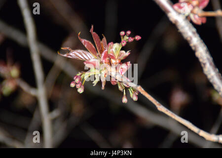 Le gemme degli alberi di sakura di notte. Foto Stock