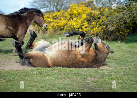 Exmoor pony di laminazione per la polvere Winsford Hill, Exmoor, Somerset Foto Stock