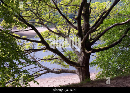 Albero di quercia che cresce sull'argine a fianco inferiore serbatoio Derwent, Peak District, REGNO UNITO Foto Stock