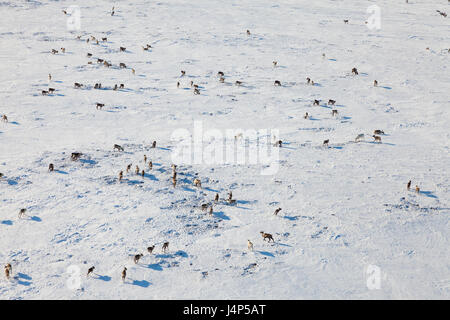 Cervi in inverno la tundra, vista da sopra Foto Stock