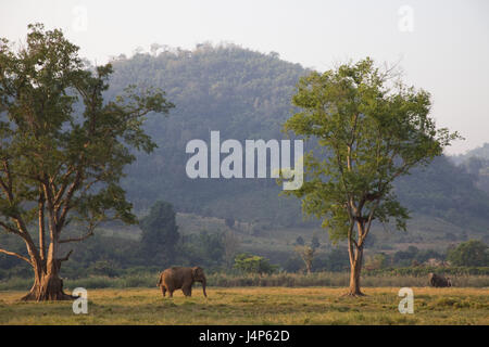 Thailandia, golden angolo superiore, Chiang può, elefante, luce della sera, Foto Stock