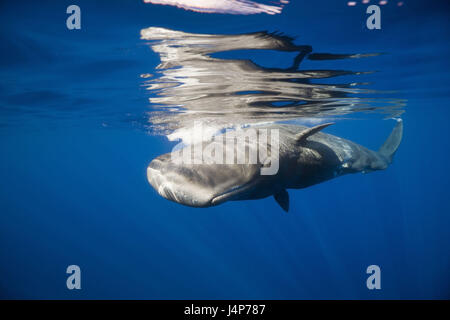 Registrazione subacquea, capodoglio, Physeter catodon, mirroring, superficie di acqua, Foto Stock