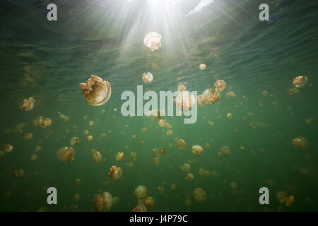 Registrazione subacquea, Mastigias-schermo meduse, Mastigias Papua etpisonii, Sunray, Foto Stock