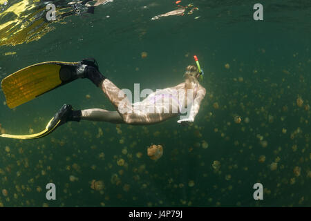 Registrazione subacquea, Schnorchlerin, Mastigias-schermo meduse, Mastigias Papua etpisonii, sogno, nuotare, Foto Stock