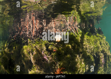 Registrazione subacquea, mangrovie, Mastigias-schermo meduse, Mastigias Papua etpisonii, Foto Stock