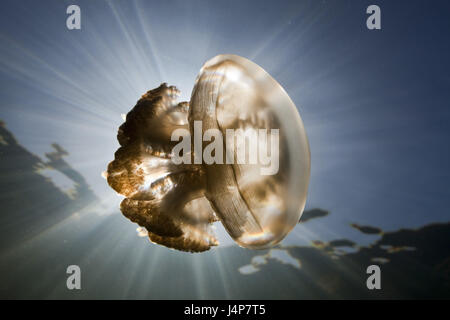 Registrazione subacquea, Mastigias-schermo meduse, Mastigias Papua etpisonii, luce posteriore, Foto Stock