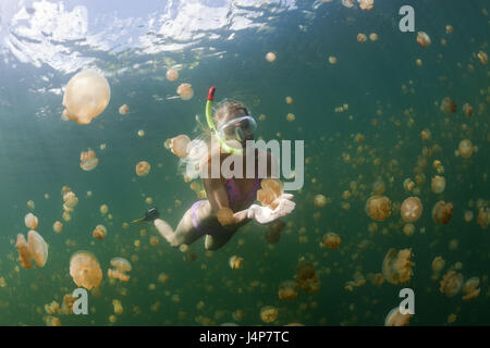 Registrazione subacquea, Schnorchlerin, Mastigias-schermo meduse, Mastigias Papua etpisonii, sogno, touch, Foto Stock