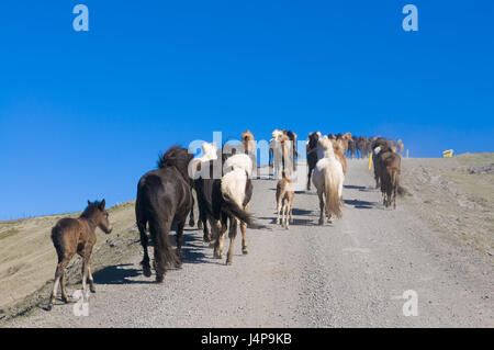 Wild Islanda cavalli, penisola di Vatnsnes, Islanda, Foto Stock