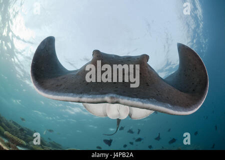 Chiazza di colore nero sting rays, Taeniura meyeni, Maldive, Ellaidhoo house reef, il nord atollo di Ari, Foto Stock