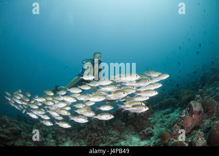 Chiazza luminosa spazzatrice e subacqueo, Gnathodentex aurolineatus, Maldive, Medhu Faru reef, sud volte atoll, Foto Stock